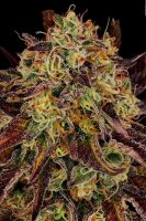 Paradise Seeds Tangerine Sorbet Fem 3St.