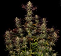 Paradise Seeds Tangerine Sorbet Fem 3St.