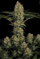 Paradise Seeds Mendocino Skunk Fem 3St.