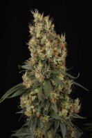 Paradise Seeds Mendocino Skunk Fem 3St.