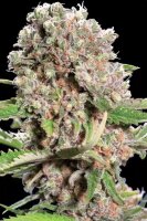 Paradise Seeds Mendocino Skunk Fem 3St.