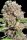 Paradise Seeds Mendocino Skunk Fem 3St.