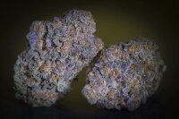 Paradise Seeds Purple Mints Fem 3St.