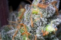 Paradise Seeds Caramba Fem 3St.