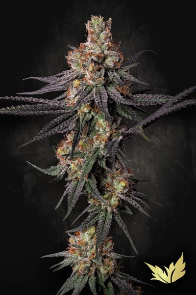 Paradise Seeds Gulupa Fem 3St.