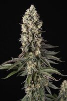 Paradise Seeds El Dorado OG Fem 3St.