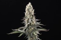 Paradise Seeds El Dorado OG Fem 3St.