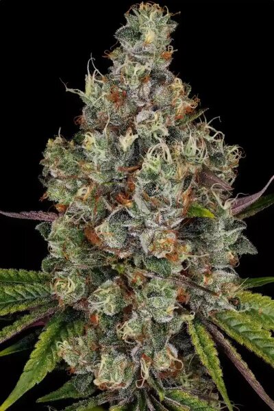 Paradise Seeds Rainbow Road Fem 3St.
