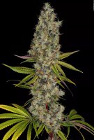 Paradise Seeds Rainbow Road Fem 3St.