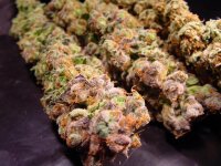 Paradise Seeds Durga Mata Fem 3St.