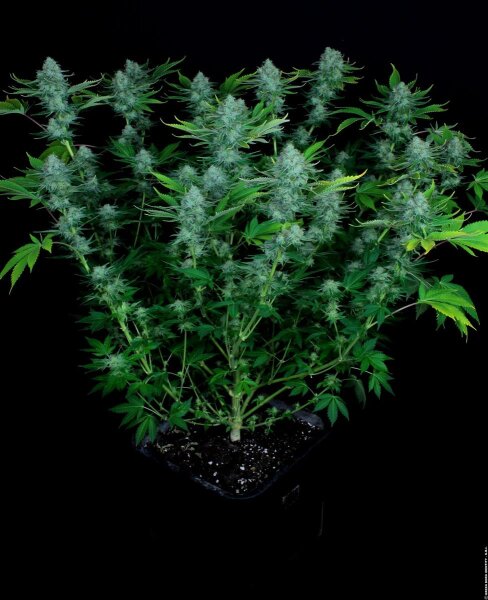 Paradise Seeds Nebula Fem 3St.