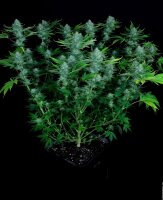 Paradise Seeds Nebula Fem 3St.