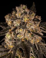 Cookies Seeds Corn Syrup Fem 3St.