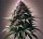 Bloom Bulk Seeds Purple Kush Auto Fem 10St.