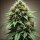 Bloom Bulk Seeds Pure Skunk Go Fast Fem 10St.