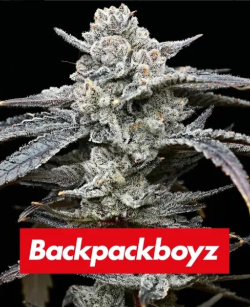 Barneys Farm Lemon Cherry Gelato Fem 3St.