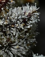 Barneys Farm Lemon Cherry Gelato Fem 3St.