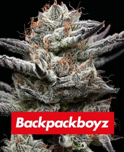 Barneys Farm Black Cherry Gushers Fem 3St.