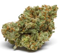 Growers Choice The Real Amnesia Fem 10St.