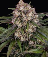 Barneys Farm OG Kush Auto Fem 3St.