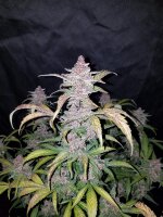 Fast Buds Blackberry Auto Fem 3St.