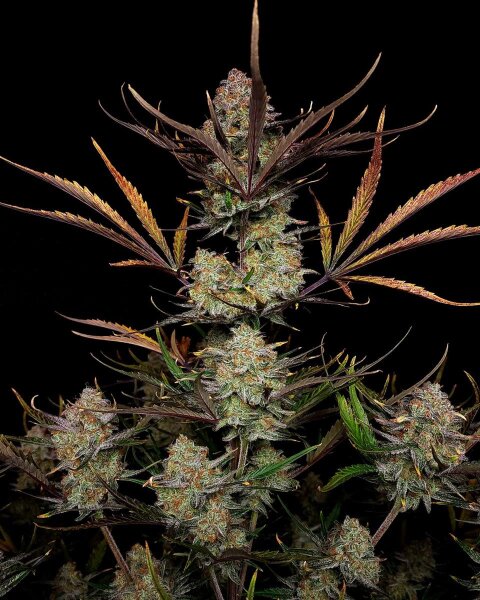 Fast Buds Apple Strudel Auto Fem 3St.