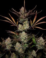 Fast Buds Apple Strudel Auto Fem 3St.