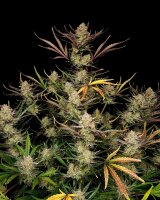 Fast Buds Apple Strudel Auto Fem 3St.