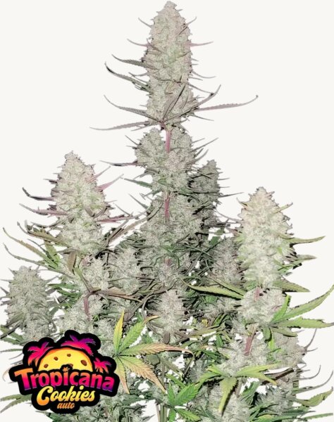 Fast Buds Tropicana Cookies Auto Fem 3St.