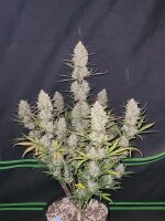 Fast Buds Tropicana Cookies Auto Fem 3St.