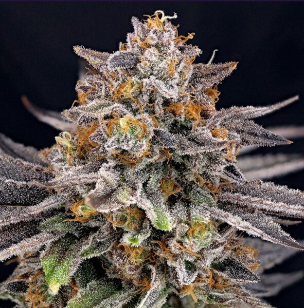 Ripper Seeds Candygaz Fem 3St.