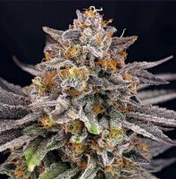Ripper Seeds Candygaz Fem 3St.