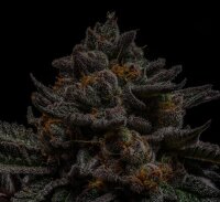 Ripper Seeds Brain Cake Fem 3St.