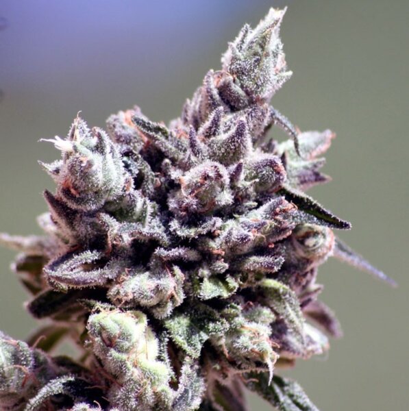 Ripper Seeds Washing Machine Fem 3St.