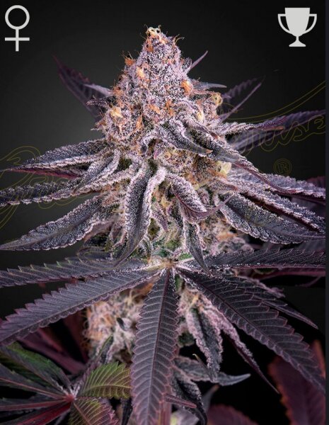 Green House Seed Co. Kings Juice Fem 3St.