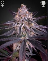 Green House Seed Co. Kings Juice Fem 3St.