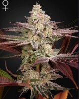 Green House Seed Co. Chemical Bride Fem 3St.