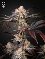 Green House Seed Co. Wonder Pie Fem 3St.