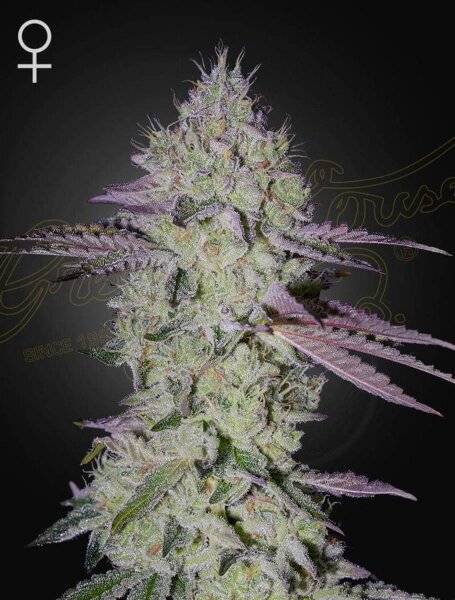 Green House Seed Co. Tarte Tatin Fem 3St.