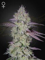 Green House Seed Co. Tarte Tatin Fem 3St.