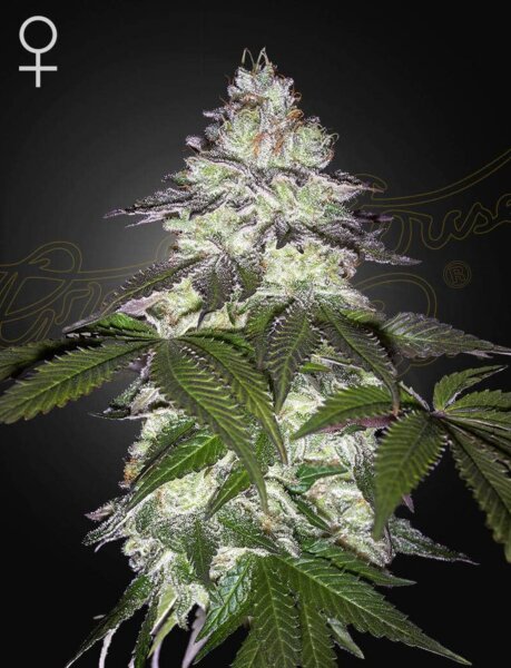 Green House Seed Co. Milky Dreams Fem 3St.