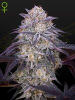 Green House Seed Co. Kings Juice Auto Fem 3St.