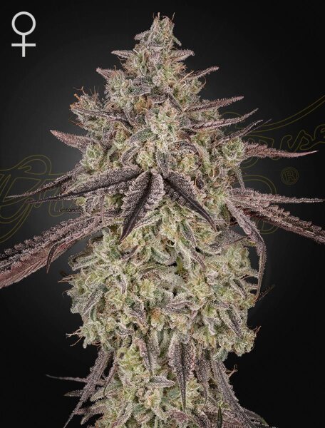 Green House Seed Co. Skywalker Auto Fem 3St.