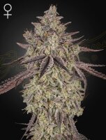 Green House Seed Co. Skywalker Auto Fem 3St.