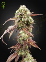 Green House Seed Co. West Coast OG x Gelato Auto 41 Fem 3St.
