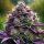Bloom Bulk Seeds Sherlato Fem 10St.