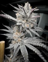 Solfire Gardens Trich Beast Fem 3St.