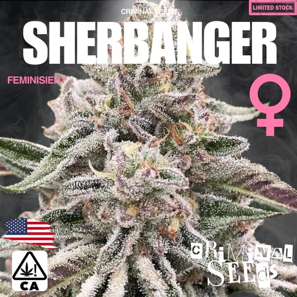 Criminal Seeds Sherbanger x Cali Fem 3St.