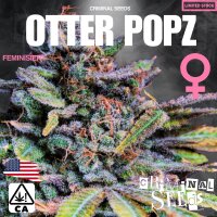 Criminal Seeds Otter Popz x Cali Fem 3St.