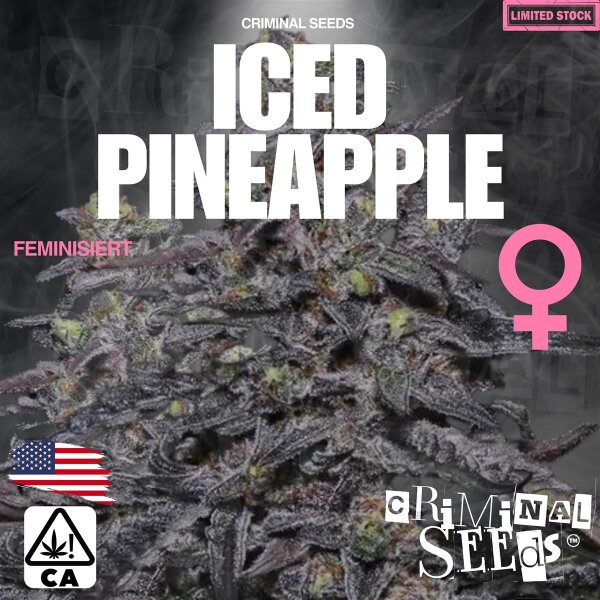 Criminal Seeds Iced Pineapple x Cali Fem 3St.